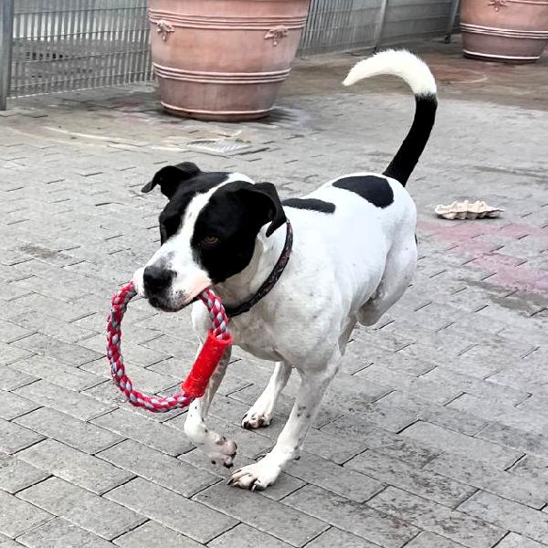 BLACK CERCA CASA Foto 3